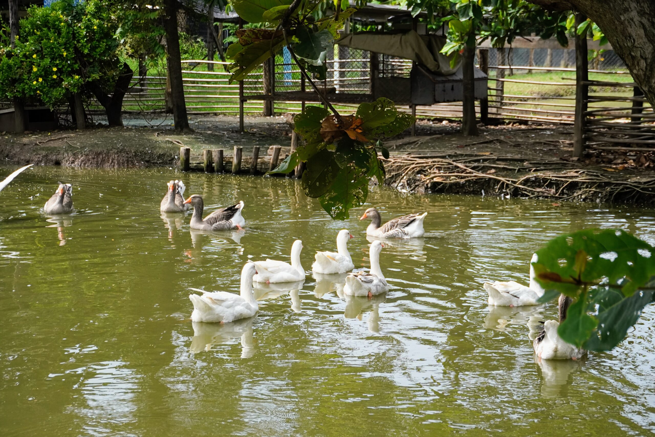 GREEN ADVENTURE